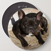 Badge Rond 15,2 Cm Grouchy French Bulldog (Devant & derrière)