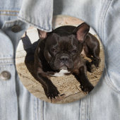 Badge Rond 15,2 Cm Grouchy French Bulldog (En situation)