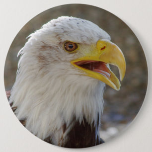 Badge Rond 15,2 Cm Haliaeetus leucocephalus