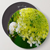 Badge Rond 15,2 Cm Hydrangea Limelight Vert Chartreuse Élégant (Devant & derrière)