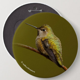 Badge Rond 15,2 Cm Le colibri d'Anna sur Trumpetvine écarlate