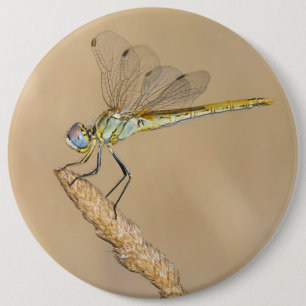 Badge Rond 15,2 Cm Libellule Skimmer Insecte Femelle (CC BY 4.0) Bout