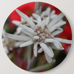 Badge Rond 15,2 Cm Lovely Edelweiss Leontopodium nivale