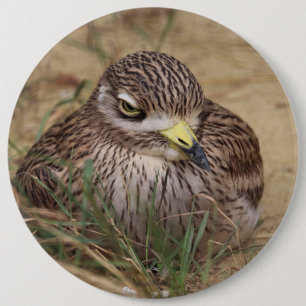 Badge Rond 15,2 Cm Oedicnemus