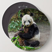 Badge Rond 15,2 Cm Ours de panda 1 (Devant & derrière)