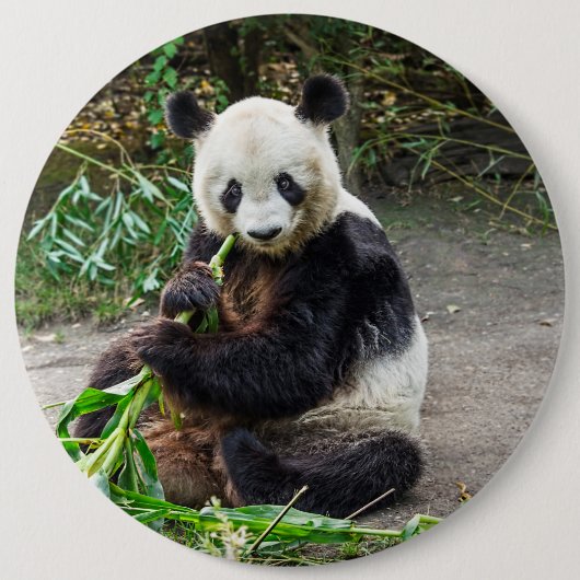 Badge Rond 15,2 Cm Ours de panda 1 (Devant)