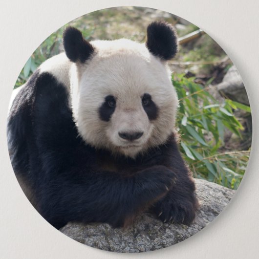 Badge Rond 15,2 Cm Panda Géant Amical (Devant)