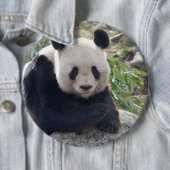 Badge Rond 15,2 Cm Panda Géant Amical (En situation)