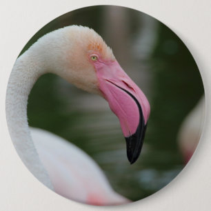 Badge Rond 15,2 Cm Phoenicopterus roseus