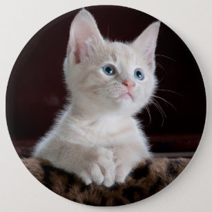 Badge Rond 15,2 Cm Portrait blanc mignon de chaton