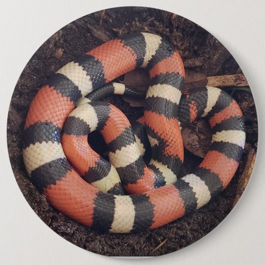 Badge Rond 15,2 Cm Serpent de lait de Pueblan (Devant)