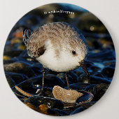 Badge Rond 15,2 Cm Shorebird Dines on Clam (Devant)