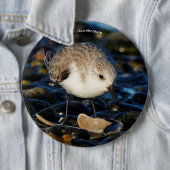 Badge Rond 15,2 Cm Shorebird Dines on Clam (En situation)
