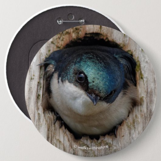 Badge Rond 15,2 Cm Songeur d'hirondelle d'arbre dans Nestbox (Devant & derrière)