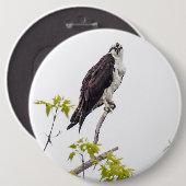 Badge Rond 15,2 Cm Staring Osprey (Devant & derrière)