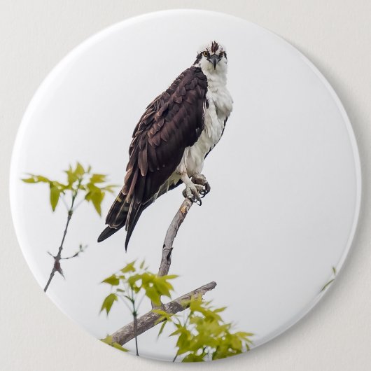 Badge Rond 15,2 Cm Staring Osprey (Devant)