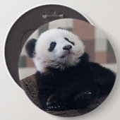 Badge Rond 15,2 Cm Sweet Giant Panda Baby (Devant & derrière)