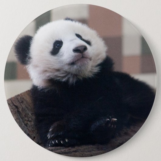 Badge Rond 15,2 Cm Sweet Giant Panda Baby (Devant)
