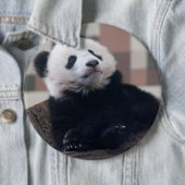 Badge Rond 15,2 Cm Sweet Giant Panda Baby (En situation)