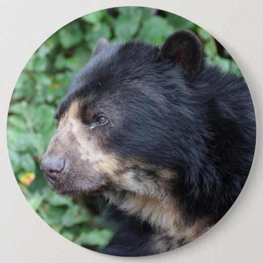 Badge Rond 15,2 Cm Tremarctos ornatus (Devant)