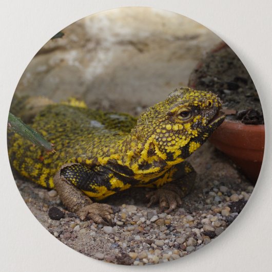 Badge Rond 15,2 Cm Uromastyx geyri (Devant)