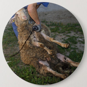 Badge Rond 15,2 Cm Vis du mouton