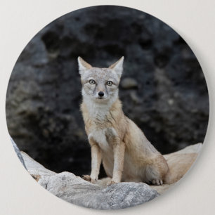Badge Rond 15,2 Cm Vulpes corsac