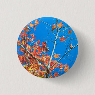 Badge Rond 2,50 Cm Arbre d'automne du ciel bleu