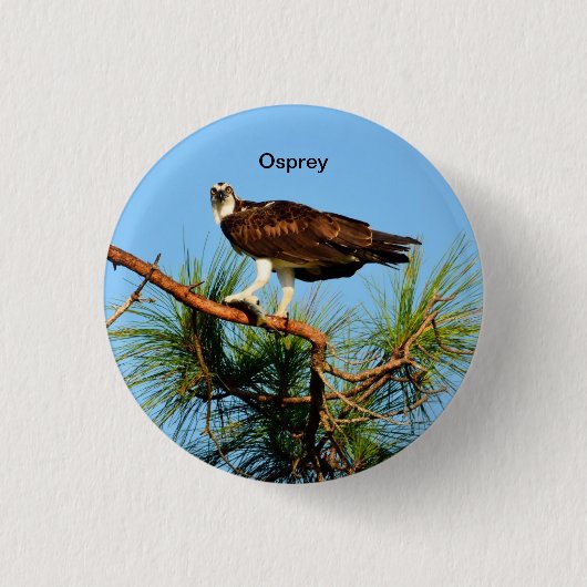 Badge Rond 2,50 Cm Balbuzard dans le sauvage (Devant)