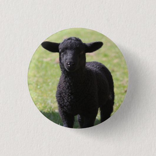 Badge Rond 2,50 Cm Black Sheep - Bouton (Devant)