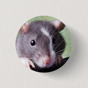 Badge Rond 2,50 Cm Bouton de Harry