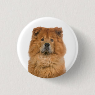 Badge Rond 2,50 Cm Bouton épinglé Chien Chow Chow Mignon