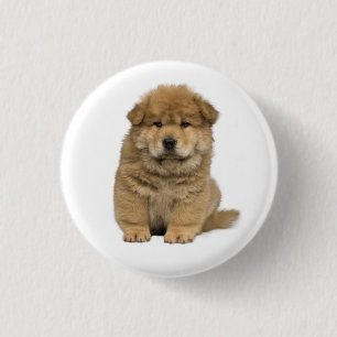Badge Rond 2,50 Cm Bouton épinglé Chien Chow Chow Mignon