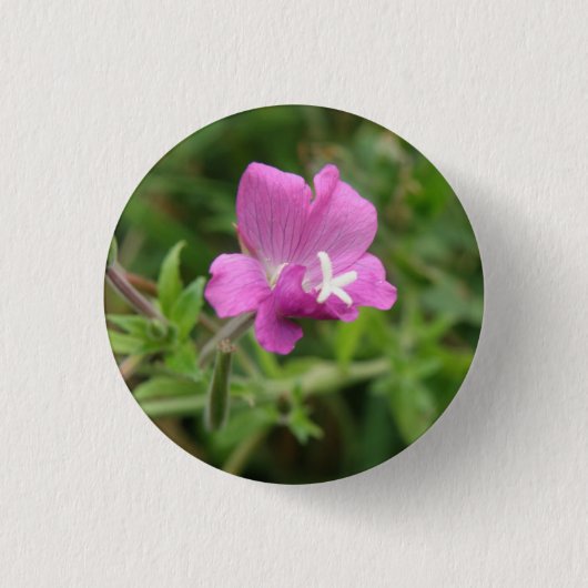 Badge Rond 2,50 Cm Bouton Fleur sauvage Campion rouge (Devant)