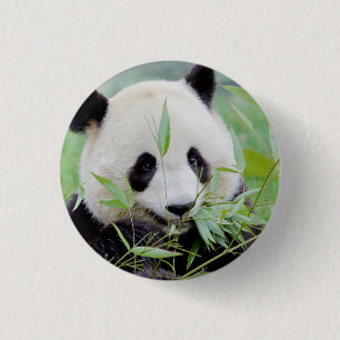Badge Rond 2,50 Cm Bouton Photo panda géant, animaux 0036.