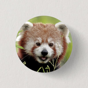 Badge Rond 2,50 Cm Bouton Photo panda rouge, animaux 0049.