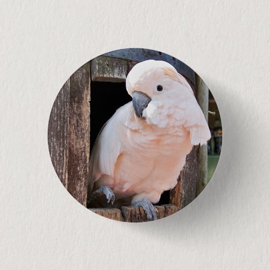 Badge Rond 2,50 Cm Bouton Pinback Cockatoo Moluccan (Devant)