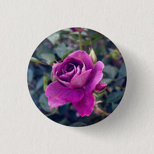 Badge Rond 2,50 Cm Bouton Rose Iceberg Bourgogne #2 (Devant)