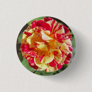 Badge Rond 2,50 Cm Bouton Rose rouge et jaune variable