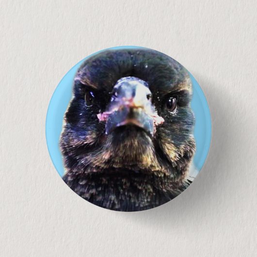 Badge Rond 2,50 Cm Bub Australian Secouru Magpie (Devant)
