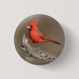 Badge Rond 2,50 Cm Cardinal sur une côte de cholla