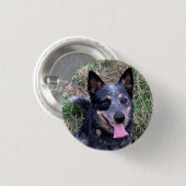 Badge Rond 2,50 Cm Chien de bétail australien (Devant & derrière)