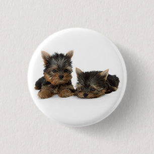 Badge Rond 2,50 Cm Chiots du Yorkshire Terrier