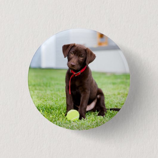 Badge Rond 2,50 Cm Chocolat Labrador Puppy Avec Tennis Ball (Devant)