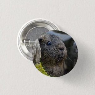 Badge Rond 2,50 Cm Cochon de Guinée Citron Agouti en roche lisse, à a