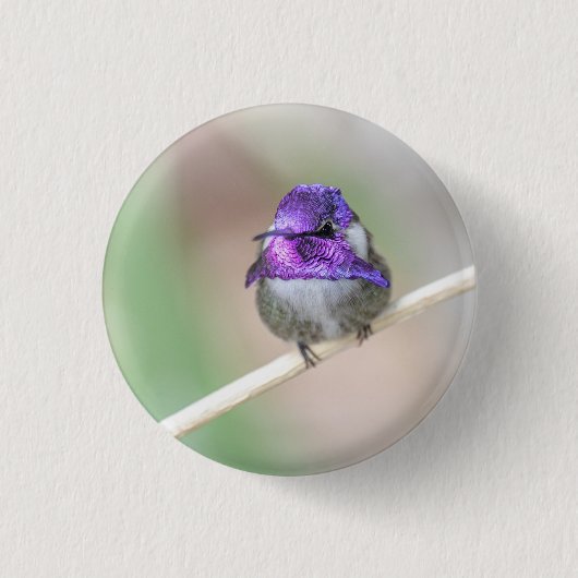 Badge Rond 2,50 Cm Colibri de Costa (Devant)