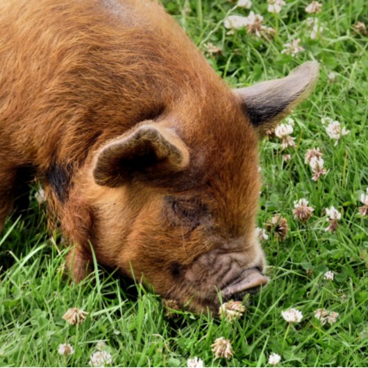 BADGE ROND 2,50 CM COUPER