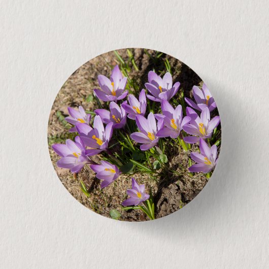 Badge Rond 2,50 Cm Crocus de printemps mignons (Devant)