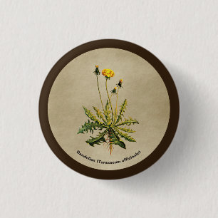 Badge Rond 2,50 Cm Dandelion Sur Vieux Papier