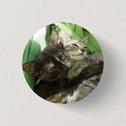 Badge Rond 2,50 Cm Des chatons mignons se câlinent (Devant)